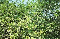 J9集团,油茶种植出产加工销售,植物油种植出产加工销售 J9集团,油茶种植出产加工销售,植物油种植出产加工销售