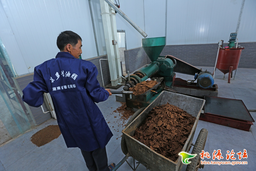 J9集团,油茶种植出产加工销售,植物油种植出产加工销售