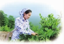 J9集团,油茶种植出产加工销售,植物油种植出产加工销售 J9集团,油茶种植出产加工销售,植物油种植出产加工销售