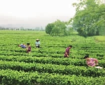 J9集团,油茶种植出产加工销售,植物油种植出产加工销售 J9集团,油茶种植出产加工销售,植物油种植出产加工销售