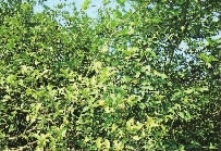 J9集团,油茶种植出产加工销售,植物油种植出产加工销售 J9集团,油茶种植出产加工销售,植物油种植出产加工销售